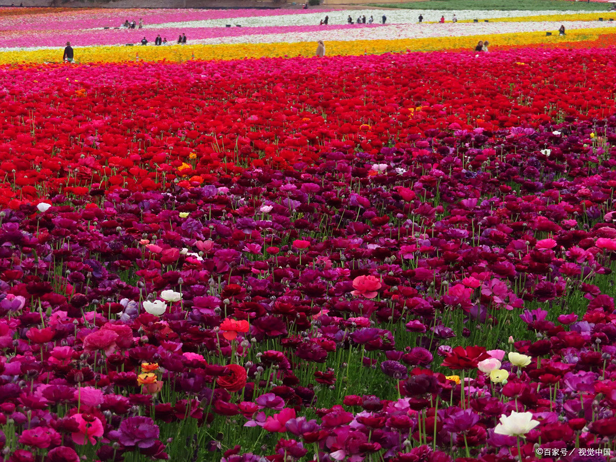 地标文旅·平阴玫瑰