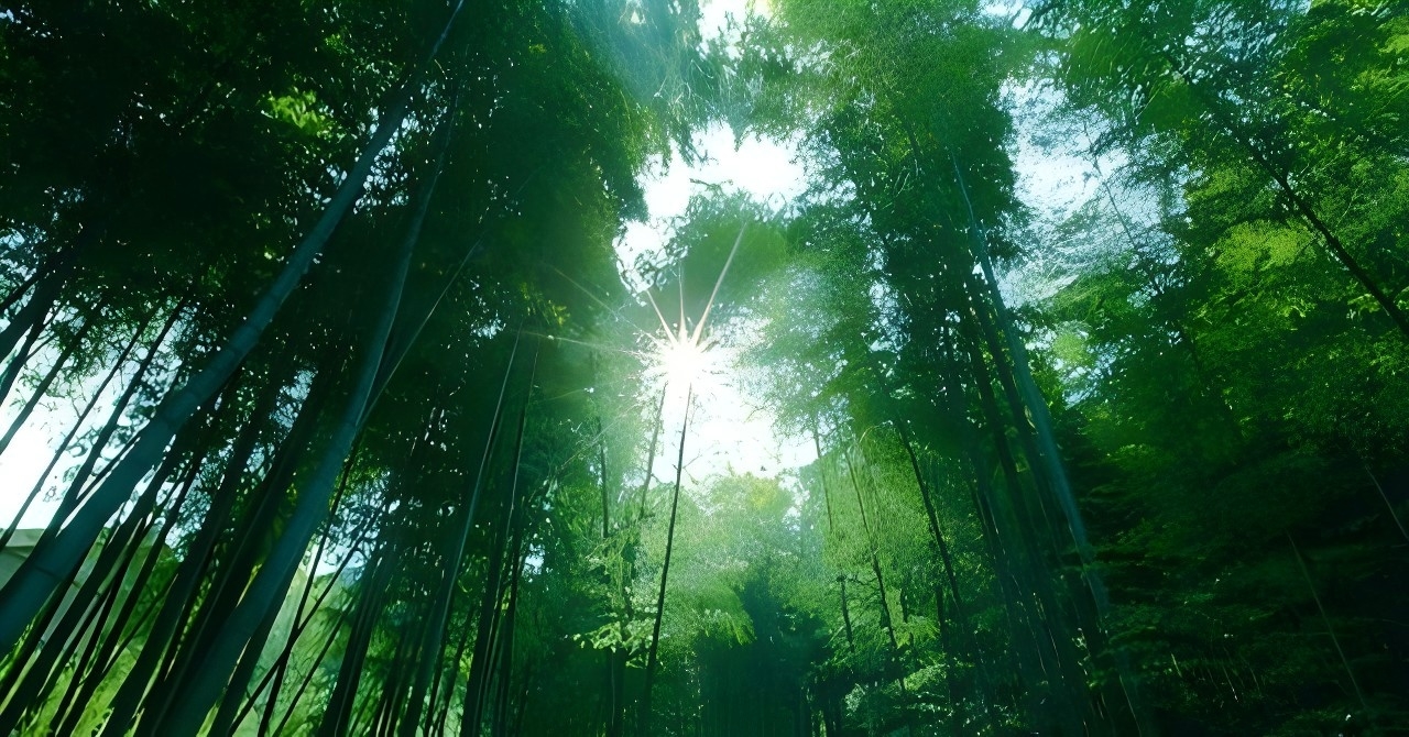 青神竹编·漫步竹林